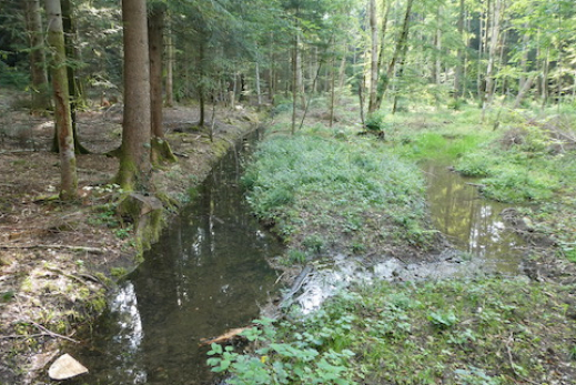 Der Bodenwald grünt nach dem Umbau