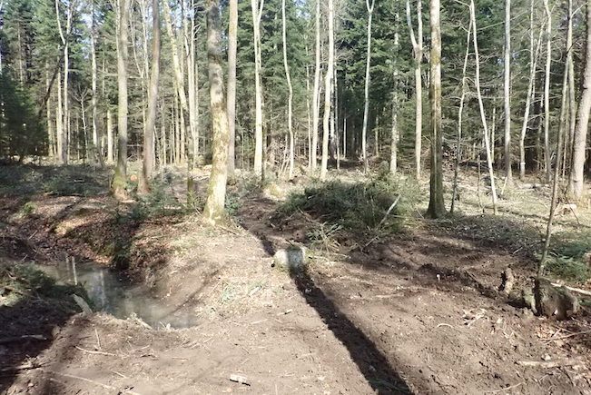 Der Bodenwald während der Renaturierung