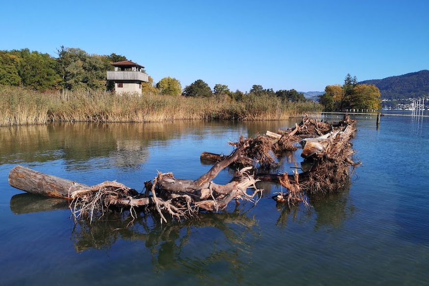Naturschutzgebiet mit Wurzelstöcken im Gwattlischenmoos