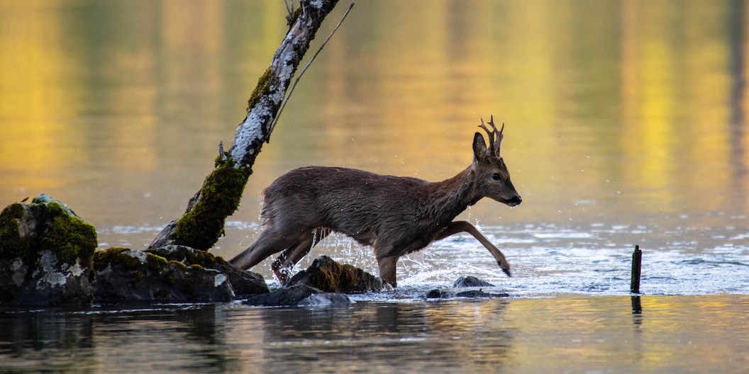 Reh-im-Wasser-mit-Birke-Kopie.jpg