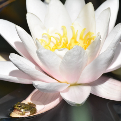 Seerose-Kopie.JPG